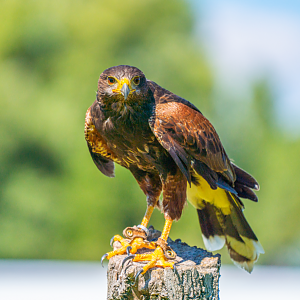 Harris's Hawk