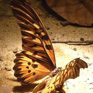 Papilio antimachus (preserved)