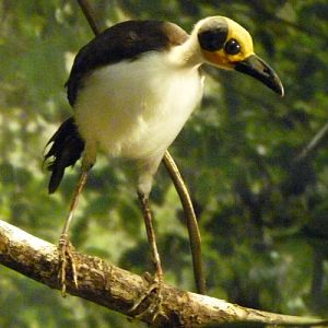 Picathartes gymnocephalus (preserved)