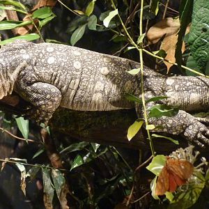 Varanus ornatus (preserved)
