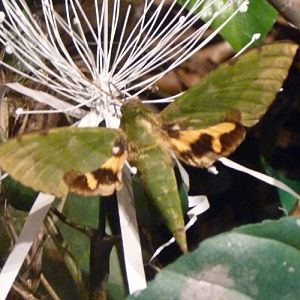 Euchloron megaera (preserved)