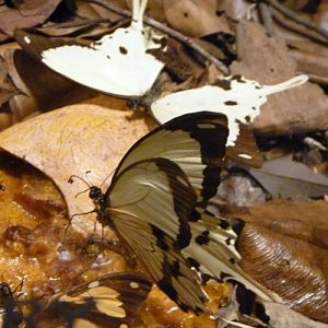 Papilio dardanus (preserved)