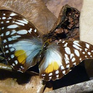 Cymothoe beckeri (preserved)