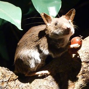 Malacomys edwardsi (preserved)