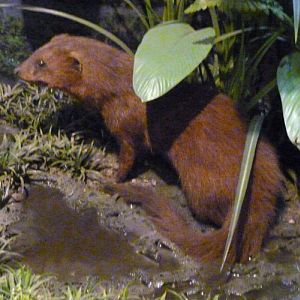 Atilax paludinosus (preserved)