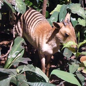 Cephalophus zebra (preserved)