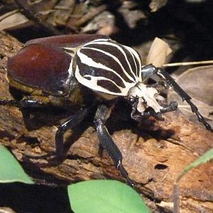 Goliathus goliathus (preserved)