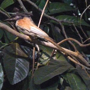 Terpsiphone viridis (preserved)