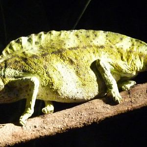 Chamaeleo cristatus (preserved)