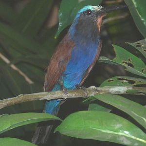 Merops muelleri (preserved)