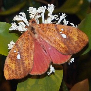 Miniodes discolor (preserved)