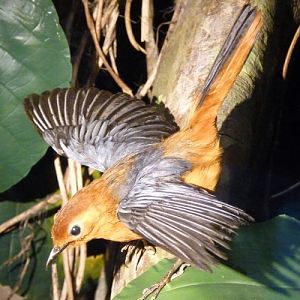 Cossypha natalensis (preserved)