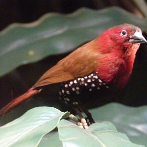 Hypargos niveoguttatus (preserved)