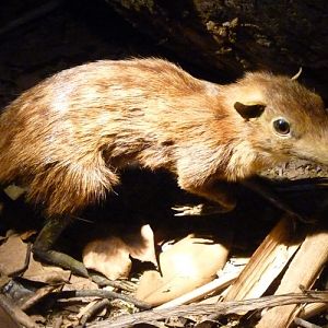 Rhynchocyon cirnei stuhlmanni (preserved)