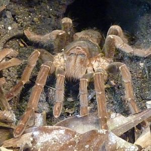 Hysterocrates gigas (preserved)