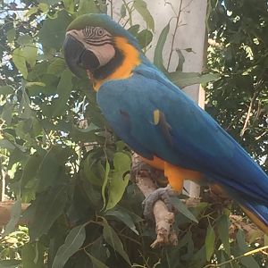 Ritchie the Blue and Gold Macaw