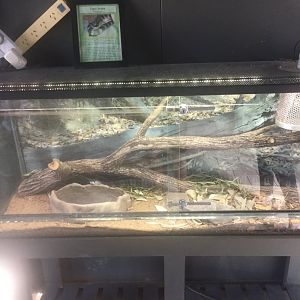 Tiger Snake Enclosure