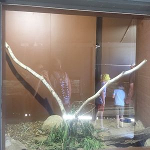 Coastal Taipan Enclosure