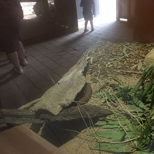 Coastal Taipan under sheet of metal