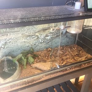 Death Adder Enclosure