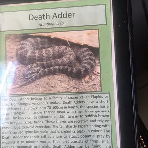 Death Adder signage
