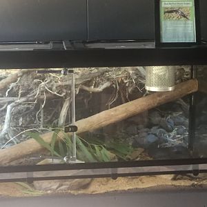 Red bellied Black snake Enclosure