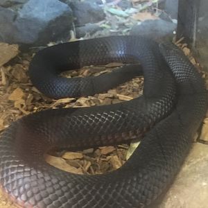 Red bellied black snake