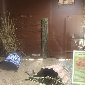 Eastern Brown snake enclosure