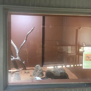 Inland Taipan Enclosure