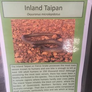 Inland Taipan signage