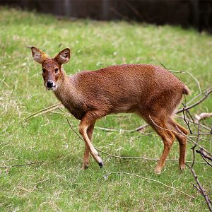 Water Deer (Hydropotes inermis)