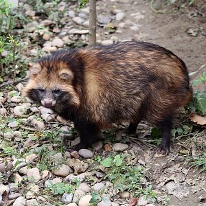 Raccoon Dog