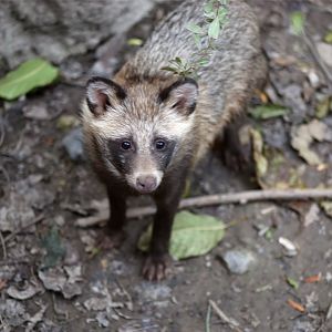 Raccoon Dog ("local" type)