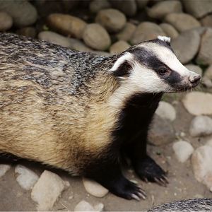 Asian Badger (Meles leucurus)