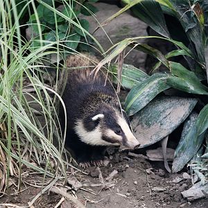 Northern Hog Badger (Arctonyx albogularis), emerging from bush