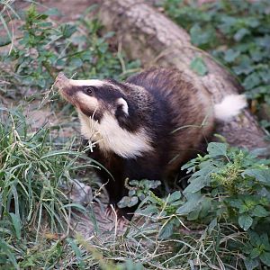 Northern Hog Badger (Arctonyx albogularis)