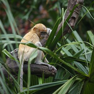 Proboscis monkey