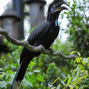 Black-casqued hornbill