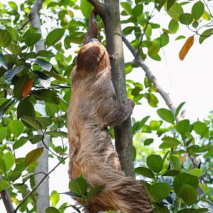 Two-toed Sloth