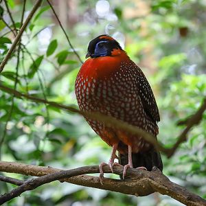 Temminck's tragopan