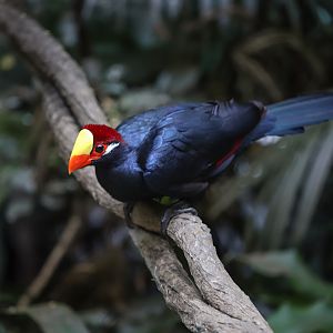 Violet turaco