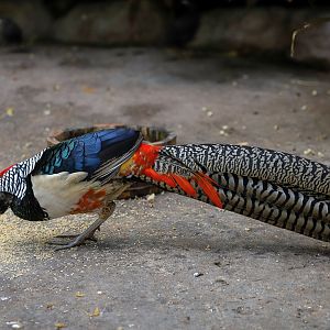Lady Amherst's pheasant