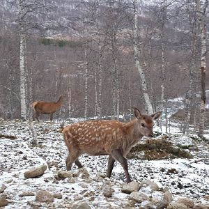 Red Deer Fawn