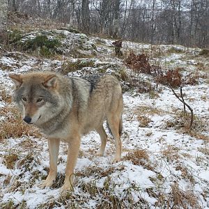 Eurasian Gray Wolf