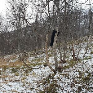 Wolverine climbing tree
