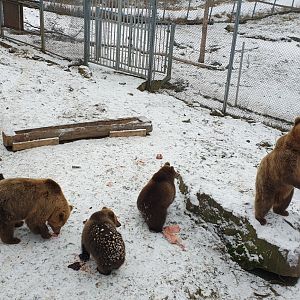 European Brown Bears