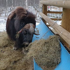 Greenland Musk Ox