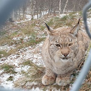 Northern Lynx