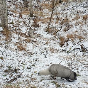 Arctic Fox
