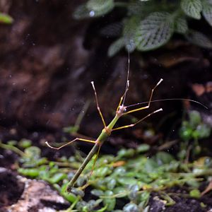 Four spotted stick insect